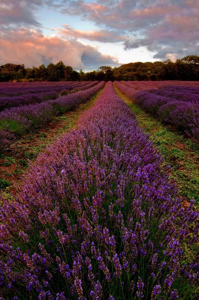 Lavender Farm