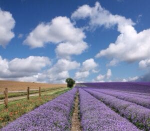 Lavender Farm