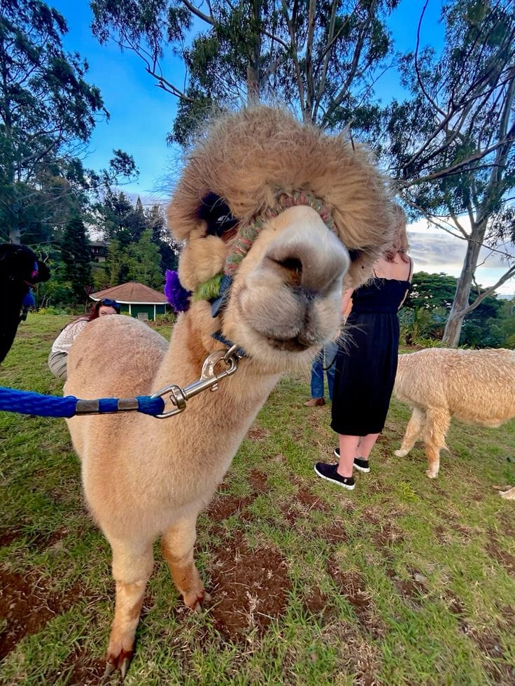 Alpaca Farm Azerbaijan