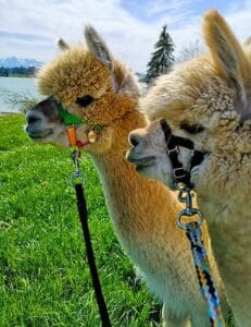 Alpaca Farm Azerbaijan