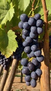 Azerbaijan Grapes