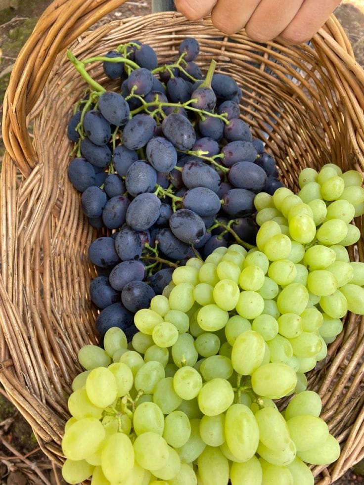 Azerbaijan Grapes