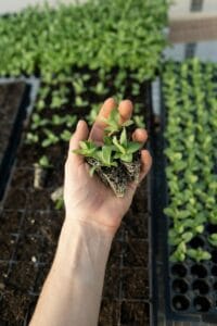 Bio Garden
